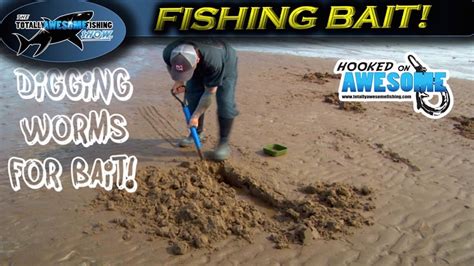 How To Dig The Best Fishing Bait Worms Tafishing Youtube