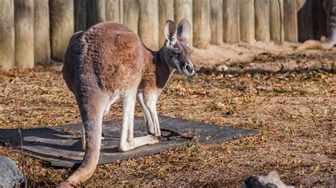 Lincoln Park Zoo Pictures: View Photos & Images of Lincoln Park Zoo