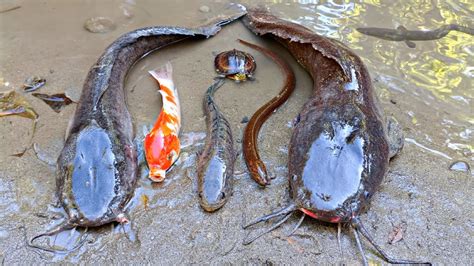 Menangkap Ikan Lele Terbesar Di Lubang Ikan Channa Ikan Hias Ikan