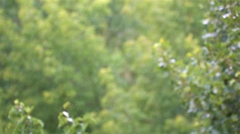 Rain Green Stock Video Footage for Free Download