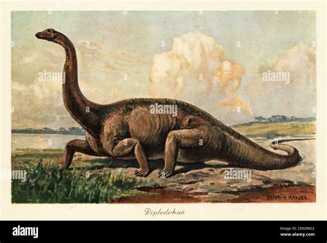 Diplodocus Longus Extinto En Las Llanuras Diplodocus Género De Dinosaurio Saurópodos