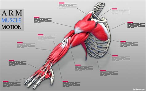 Arm Muscles Motion by usamau03 barrienmela