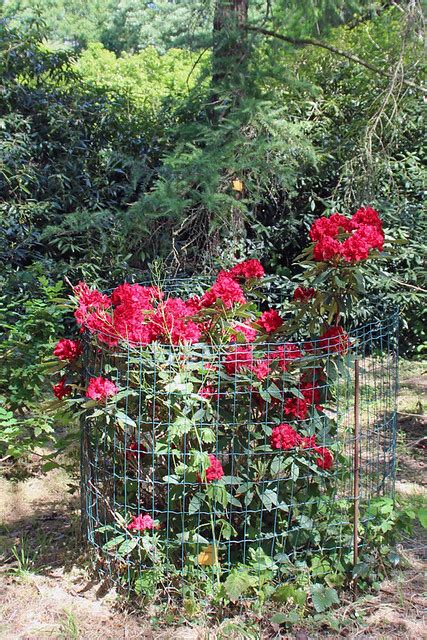 Rhododendron Vulcan Bg Meise Ruud De Block Flickr