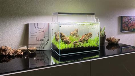 Nano Aquarium Einrichten Bepflanzen Wie Geht Aquascaping