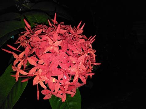 Flower Night Decorative Plants - Free photo on Pixabay - Pixabay