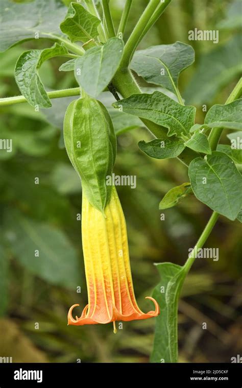 Brugmansia Sanguinea Red Angels Trumpet Flowering Plant Inside The