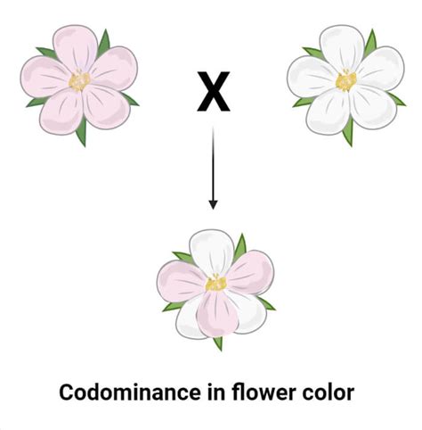 Gene Interactions: Types, Examples, Mapping, Significances