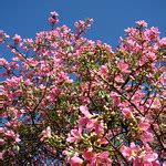 Paineira Rosa Barriguda Cotton Silk Tree Ceiba Speciosa Flowers