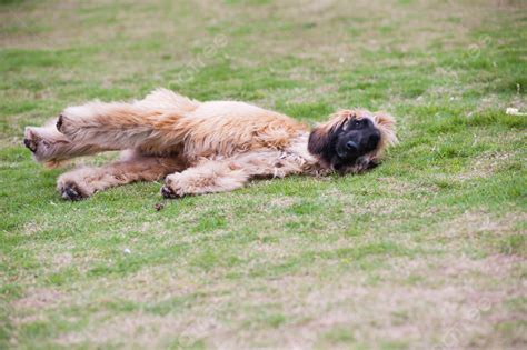 Hairy Afghan Hound Background Images, HD Pictures and Wallpaper For ...
