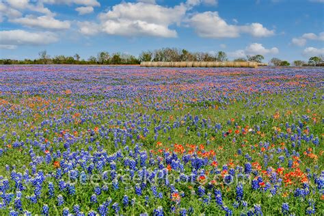 Texas Bluebonnets Indian Paintbrush and Haybales