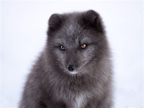 Black Fox Wallpapers Top Free Black Fox Backgrounds Wallpaperaccess