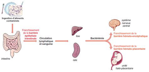 Listeria Monocytogenes