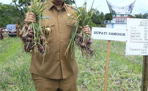 Bupati Samosir Panen Perdana Bawang Merah Varietas Batu Ijo Bersama