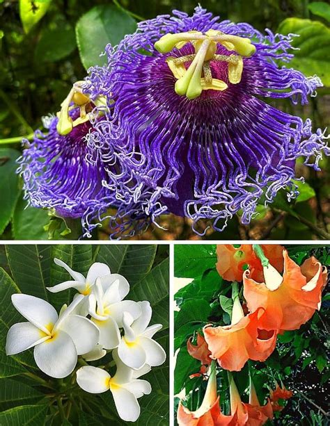 14 Easy To Grow Fragrant Tropical Flowering Plants Dengarden