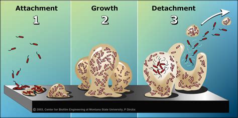 Nature Biofilms And Microbiomes Sciencehub