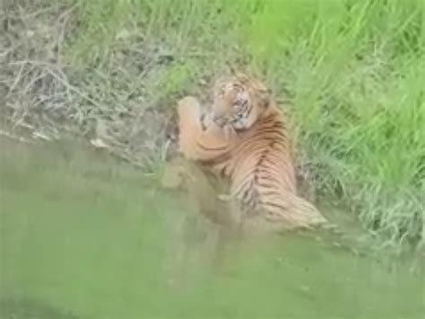 Coming Out Of The Forests Of Pilibhit Tiger Reserve And Reaching The Population Tiger Seen On