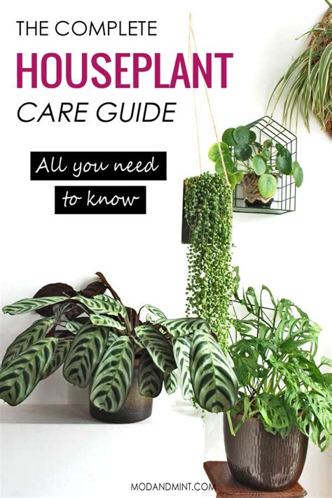 Indoor Plant Care