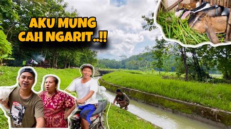 RUTINITAS GOLEK PAKAN WEDUS LURR PAGI HARI YANG CERAH YouTube