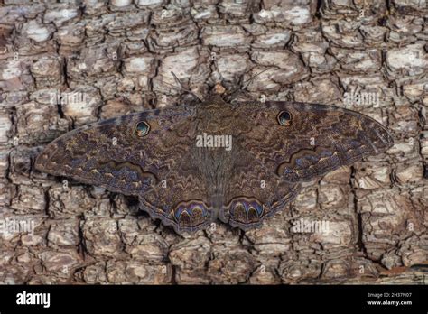 Falena Strega Nera Ascalapha Odorata Immagini E Fotografie Stock Ad