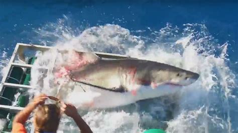 Video Diver Swims With Great White Shark Outlet Emergencydentistry