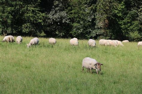 Des Leviers Pour Réduire Lempreinte Carbone En élevage Ovin Réussir