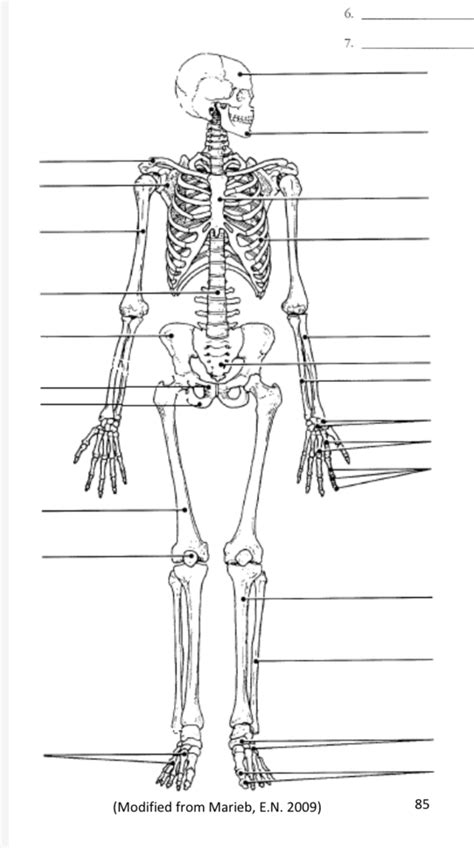 Skeleton Pt 1 Diagram Quizlet