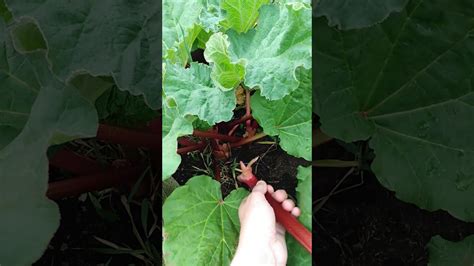 How To Properly Harvest Rhubarb Pull Don T Cut YouTube