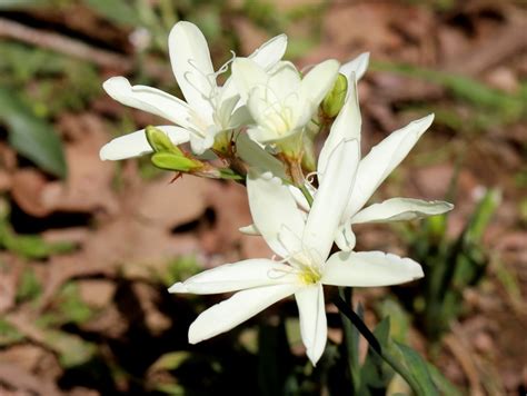 Sparaxis Grandiflora D Delaroche Ker Gawl