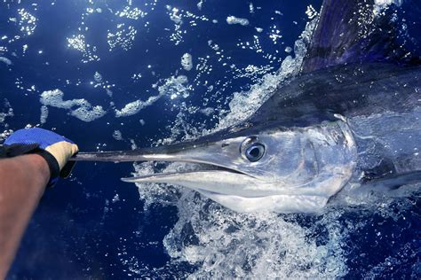 Marlin Fishing in Florida: The Complete Guide (Updated 2023)
