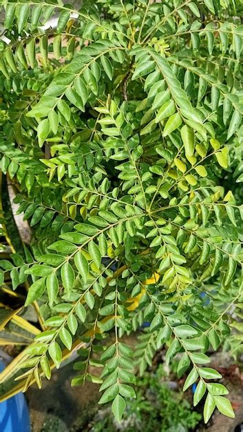 Premium Photo Curry Leaf Tree Plant Closeup View