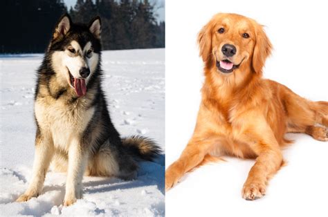 wolf golden retriever mix