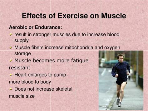 Ppt Muscle Types Powerpoint Presentation Free Download Id6036388