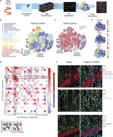 Imc Reveals Numerous Interactions Of Cd16⁺cd163⁺ Monocytesmϕ In