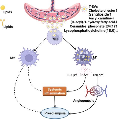 Trophoblast Derived Extracellular Vesicles Promote Preeclampsia By