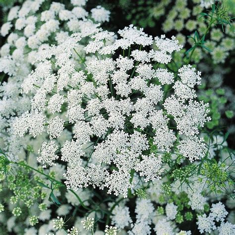 Burpee Queen Annes Lace Ammi Majus Seeds 500 Seeds