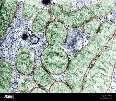 Membrana de mitocondria micrografia fotografías e imágenes de alta