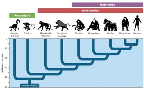 We are humans and apes — other apes are unhappy to be lumped with us in 2022 | Lies relationship ...