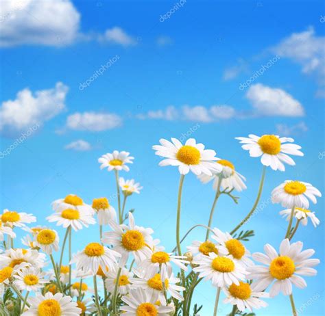 Daisies On Blue Sky Background Stock Photo Valentyn Volkov