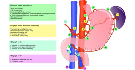 Gastric Lymph Node Stations According To The Japanese Gastric Cancer