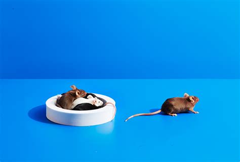 Mutant mice show inconsistent behaviors in different labs | Spectrum ...