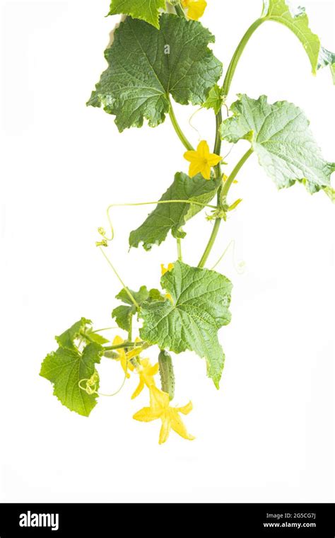 Planta De Pepino Pepino Con Hojas Y Flores Aisladas Sobre Fondo Blanco