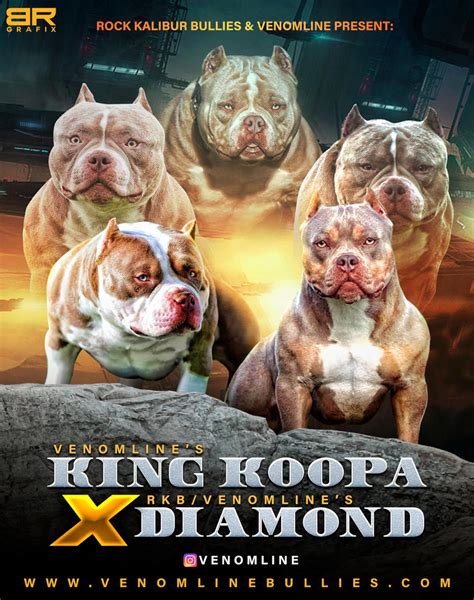 American Bully Breed 101 The Complete Guide To Pocket Standard Xl