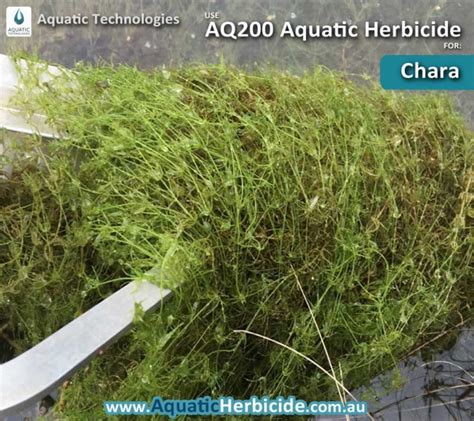 aquatic-technologies-herbicide-chara-02 - Aquatic Weed Control