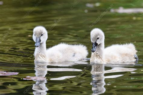 Black swan cygnets - Stock Image - C051/5740 - Science Photo Library