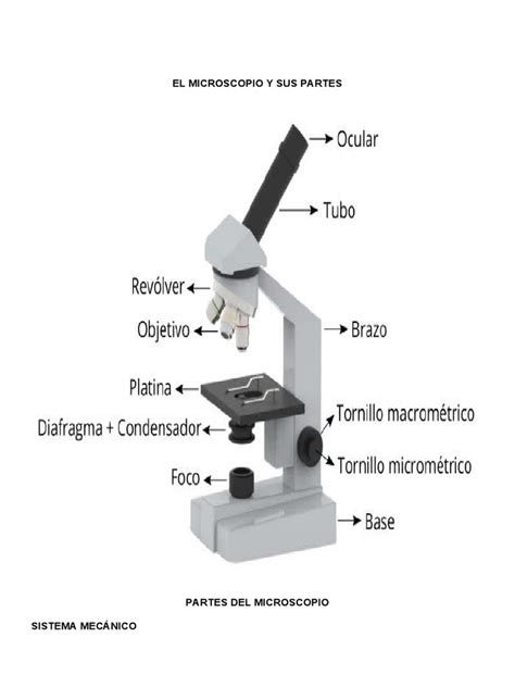 Partes Del Microscopio Pdf Lente De La Cámara Óptica