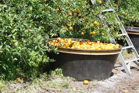 Australia Citrus Harvest to Resume - Citrus Industry Magazine