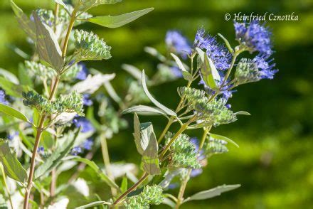 Korkenzieherhasel Corylus Avellana Contorta Einfach Garten