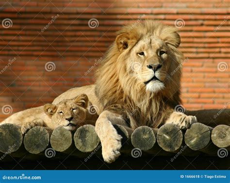 Lion Family stock photo. Image of conservation, reserved - 1666618