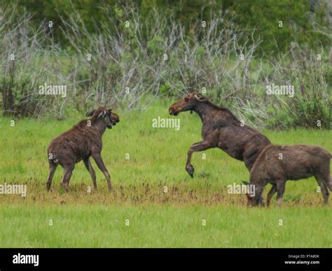 Bull moose fighting hi-res stock photography and images - Alamy