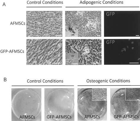 Differentiation Potential Of Sheep Amniotic Fluid Mesenchymal Stem